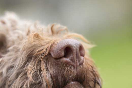 Truffle hunt and cooking class in Umbria